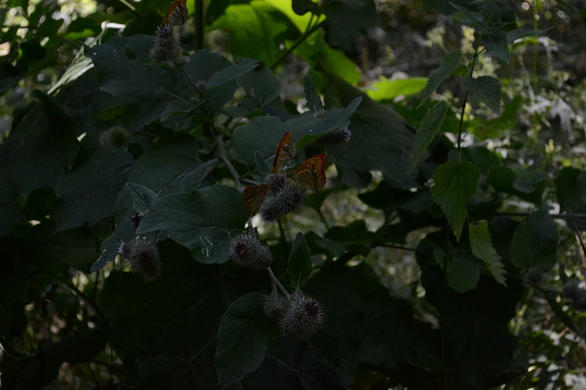 petits papillons